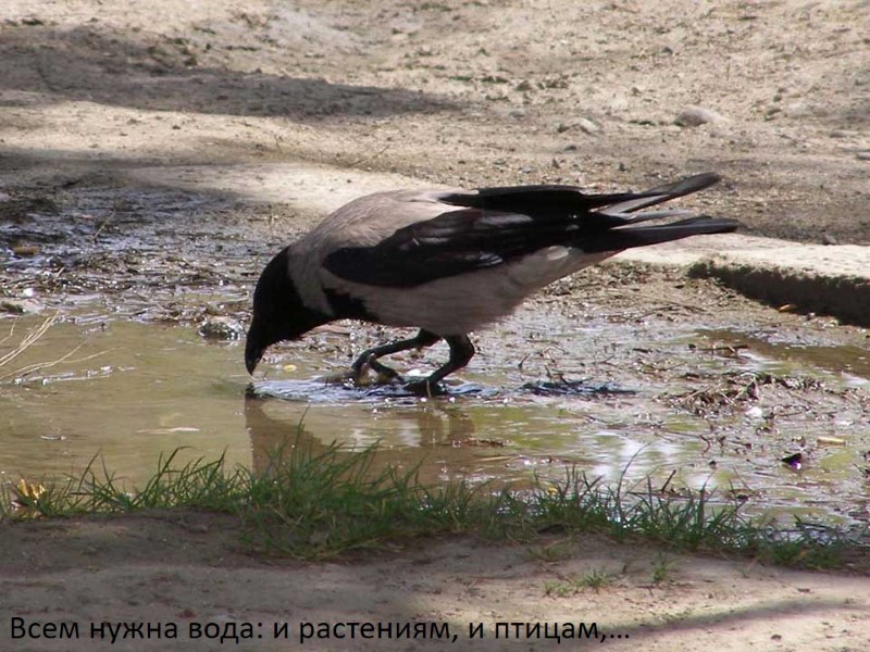 Всем нужна вода: и растениям, и птицам,…